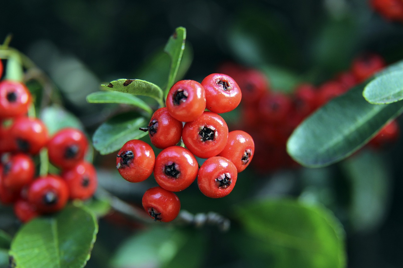 发展能力 发展能力