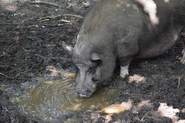 揭幕战阿根廷2-0加拿大：阿尔瓦雷斯、劳塔罗破门.